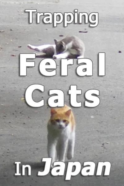 Hvatanje divljih mačaka u zamke u Japanu