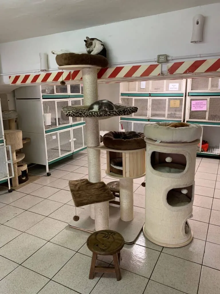 La Colonia Felina Romana Di Torre Argentina' title=