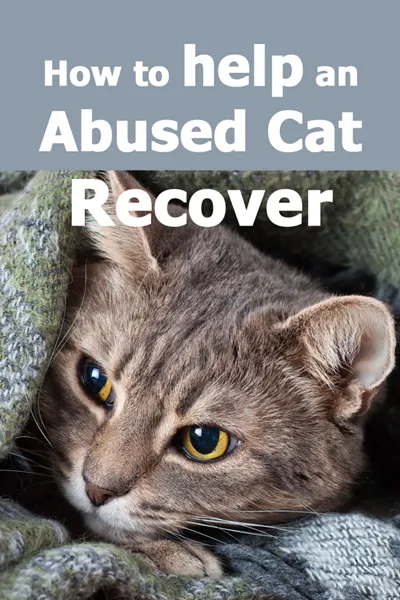 Kaip padėti skriaudžiamai katei atsigauti