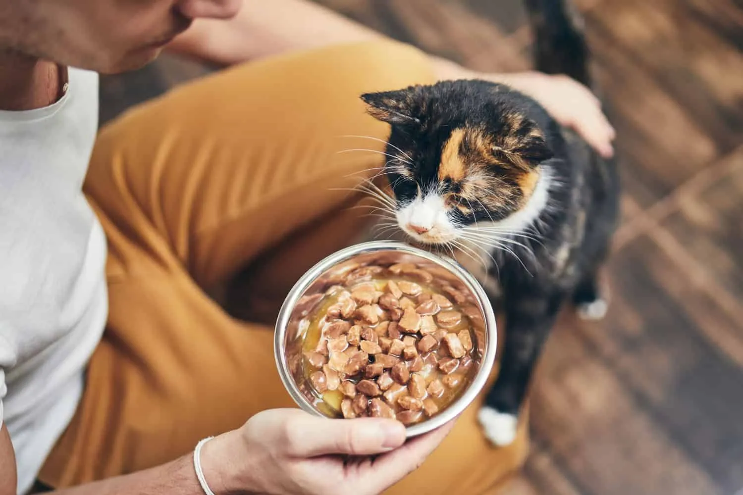 Vida doméstica com animal de estimação. Homem segurando tigela com alimentação para seu gato faminto.' title=