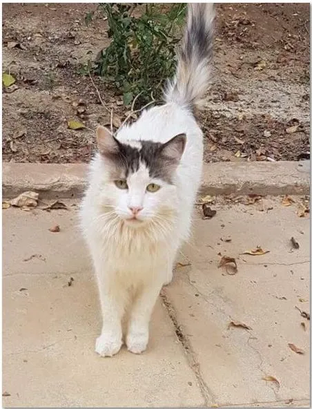 Straßenkatze in Saudi-Arabien' title=