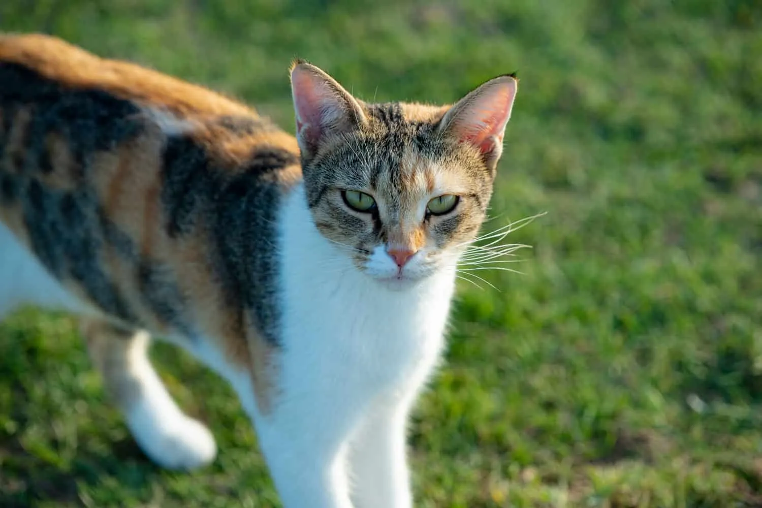 Rettung von Katzen in Saudi-Arabien – Laurens Geschichte' title=