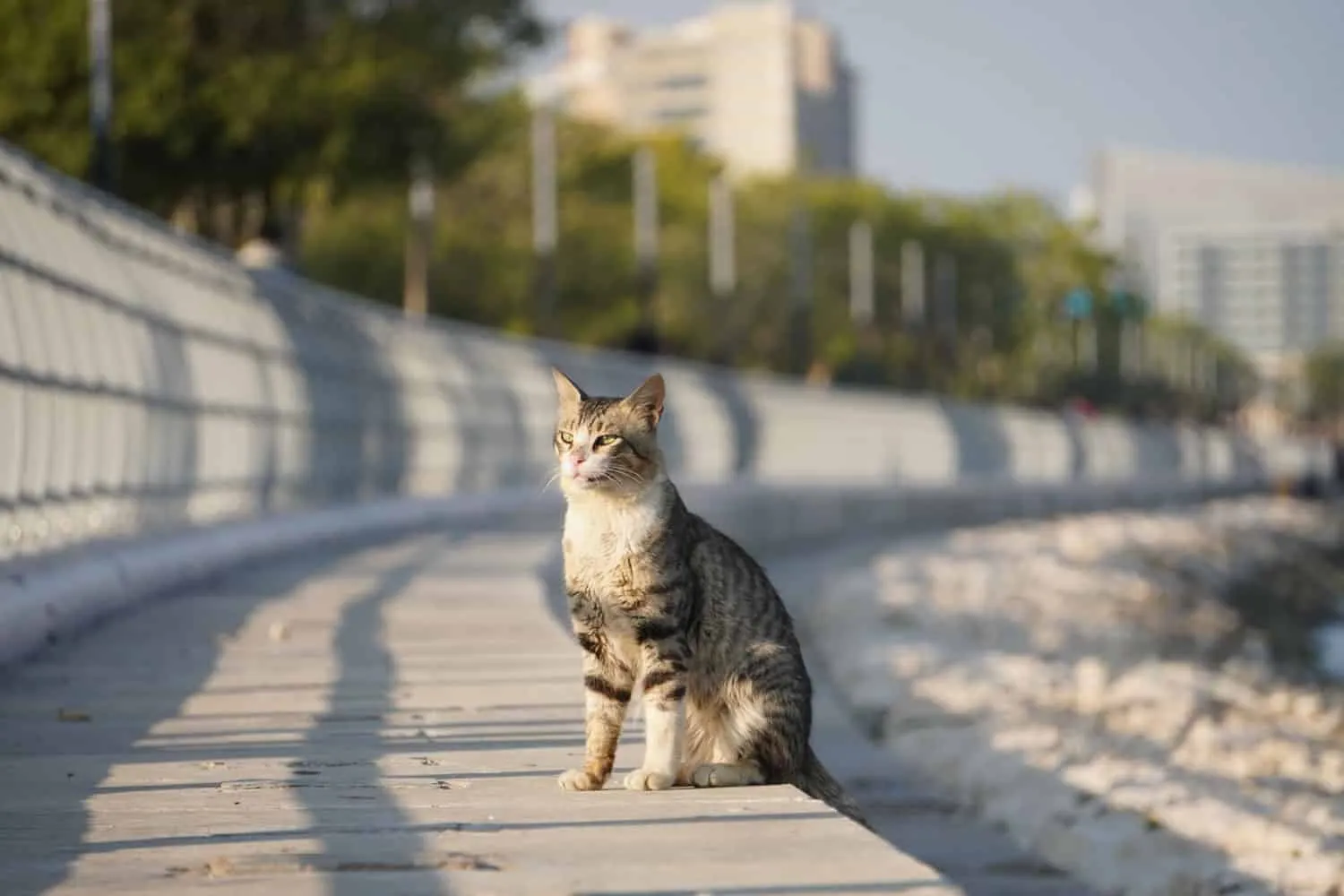 Diese wunderschöne Katze in der Nähe einer Küste Cornwalls in Alkhobar, Saudi-Arabien, erregte mit Sicherheit meine Aufmerksamkeit' title=