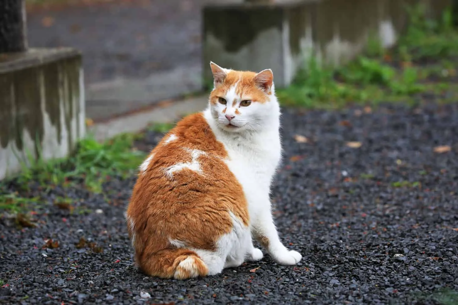 Blond og hvid vildfaren kat i Park Japan.' title=