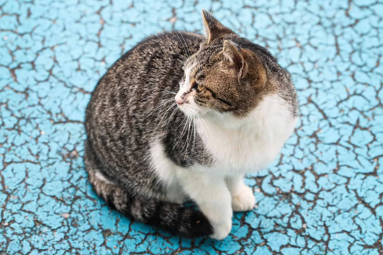 Herreløse katte i Ainoshima Island Kendt som Cat Heaven Island Kyushu Japan Asien' title=