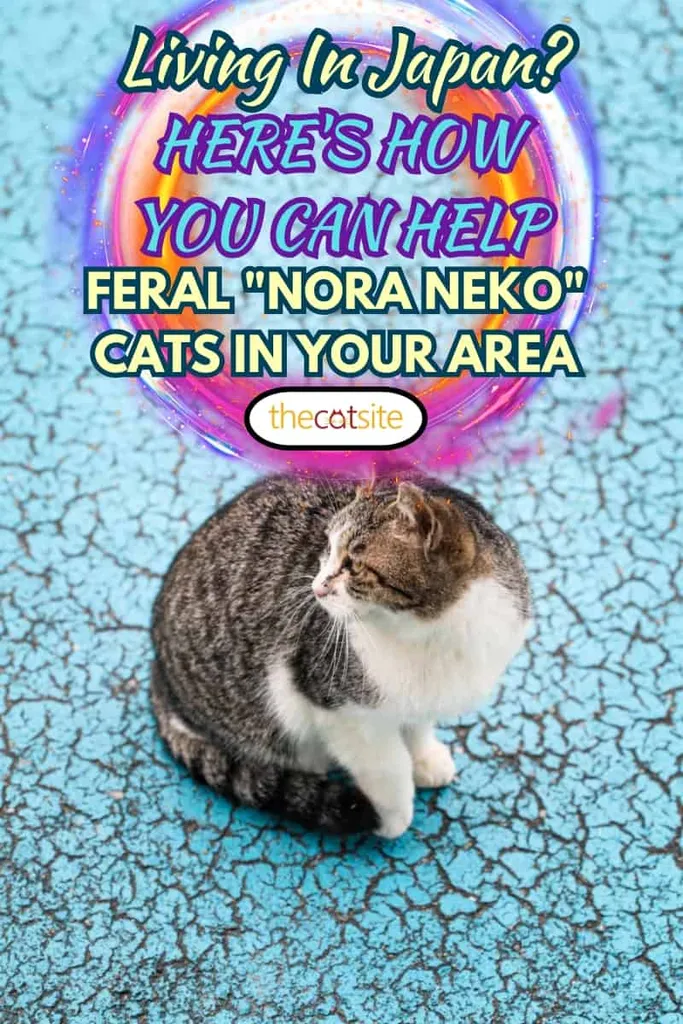 Herreløse katte i Ainoshima Island Kendt som Cat Heaven Island Kyushu Japan Asien' title=