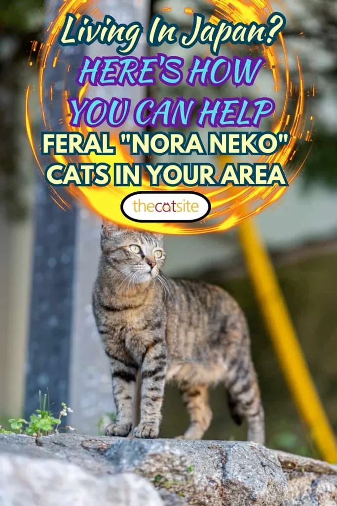 Vild kat ser på gaden i japan' title=