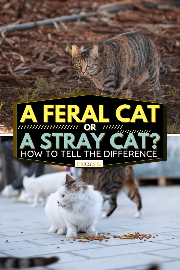 Eine wilde Katze oder eine streunende Katze? Wie man den Unterschied erkennt' <='' div='' title=