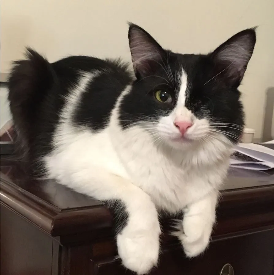 Redning af katte i Saudi-Arabien - Laurens historie' title=