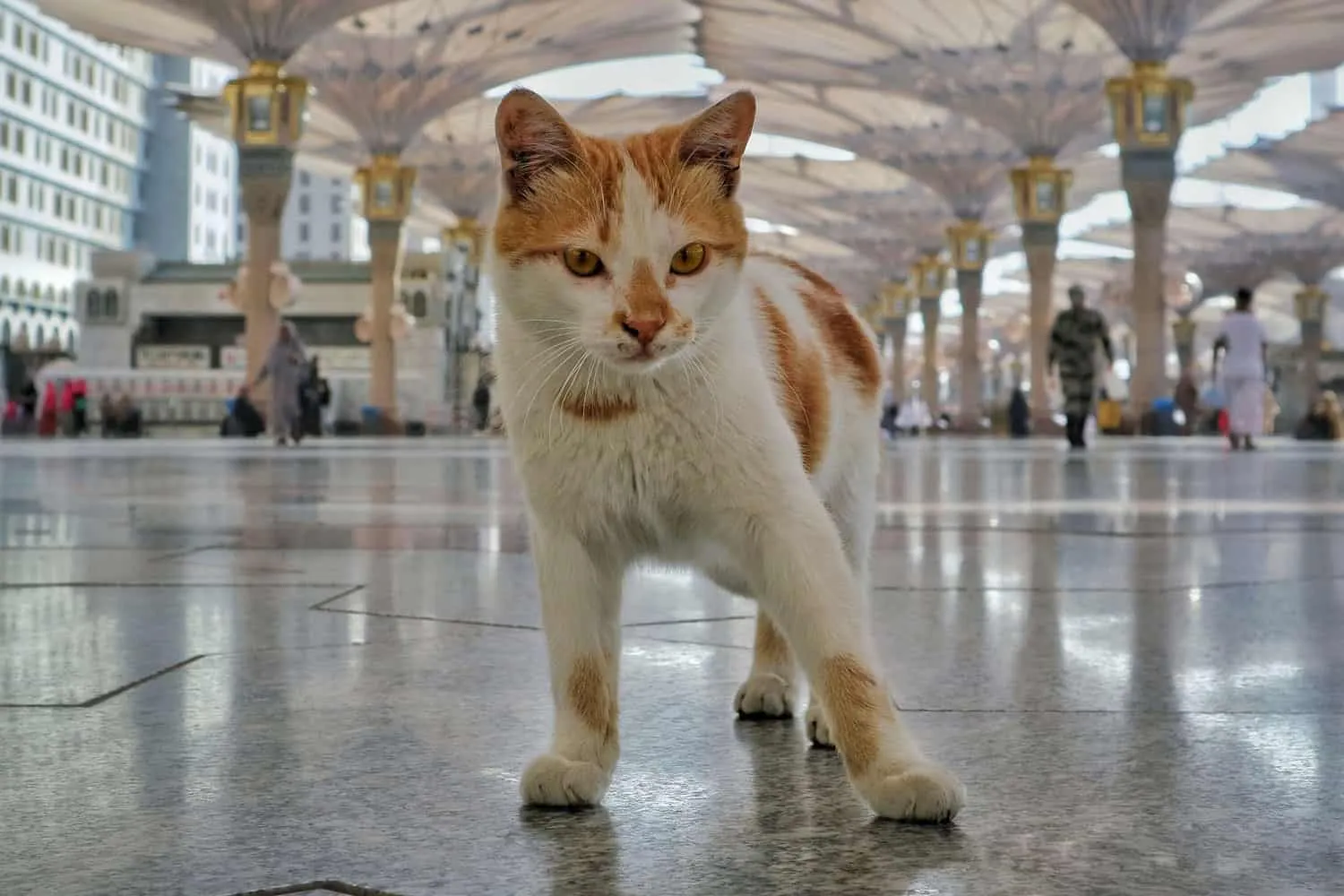 Al Madinah Saudi Arabia - I Moskeen Nabawi vil du møde mange søde katte, de er meget ydmyge.' title=