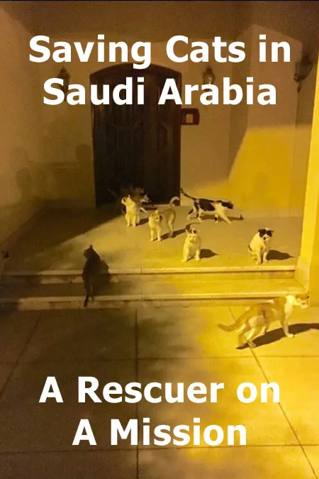 Redning af katte i Saudi-Arabien - Laurens historie