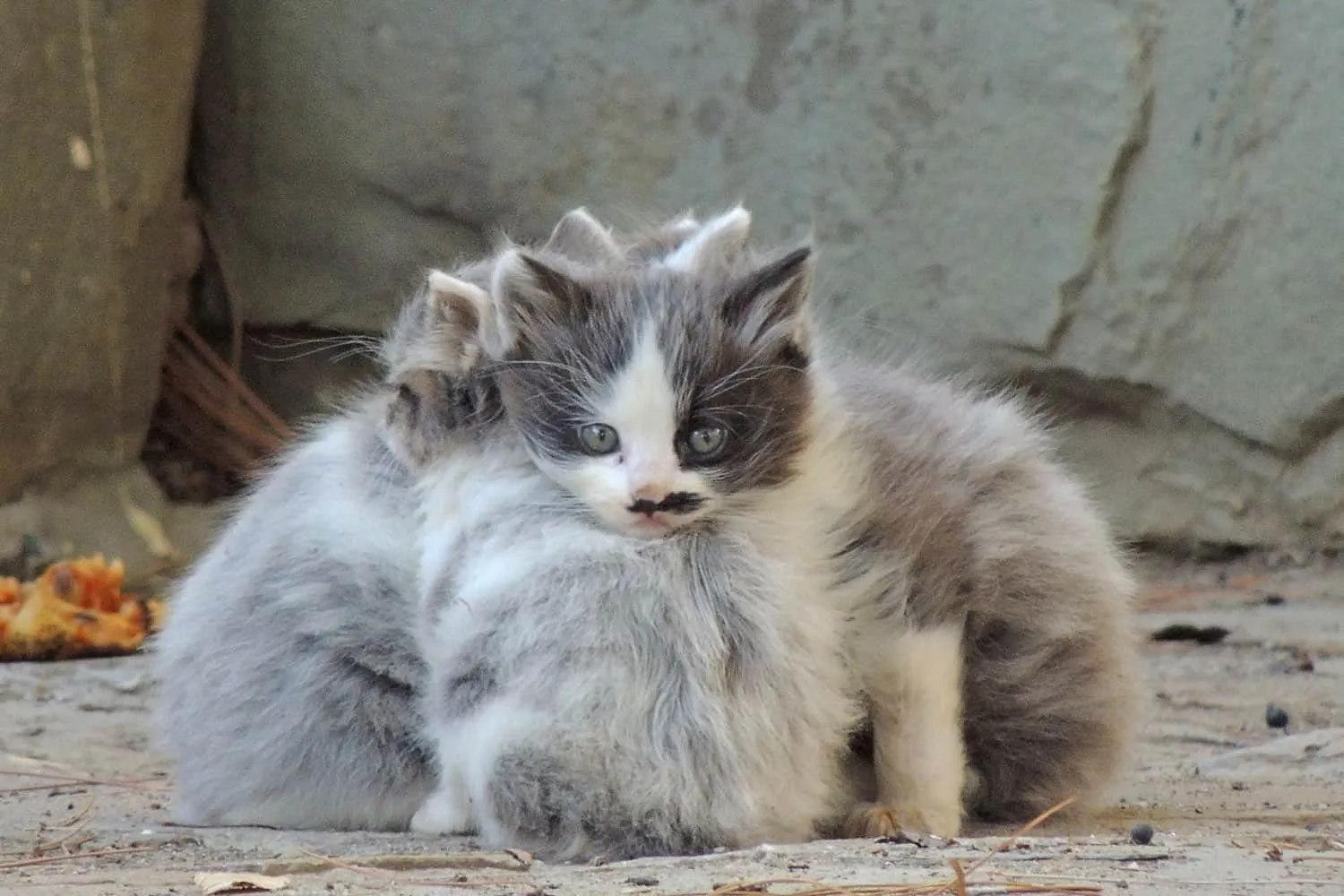 tre gattini randagi hanno freddo fuori' title=