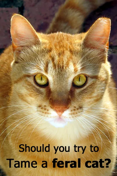 Dovresti provare a domare un gatto selvatico?