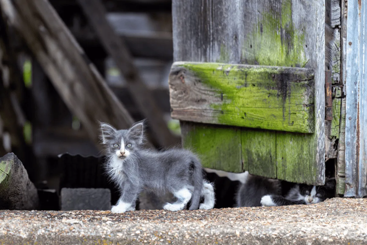 Gato selvagem cinza e branco em pé sobre uma laje de concreto' title=