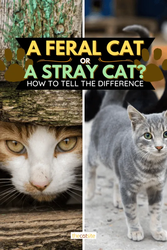 Um gato selvagem ou um gato de rua? Como saber a diferença' title=
