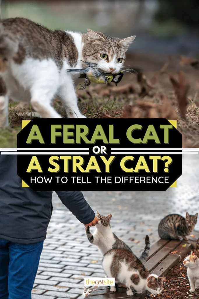 Um gato selvagem ou um gato de rua? Como saber a diferença' <='' div='' title=