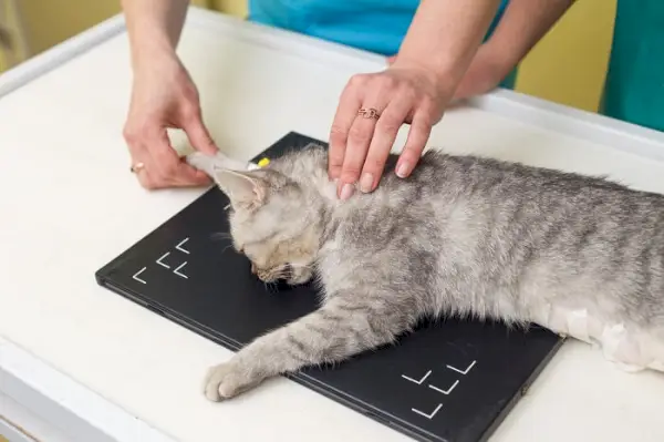 gato siendo examinado por un veterinario