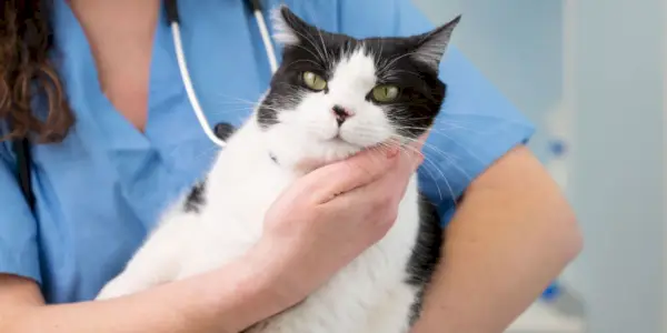 le vétérinaire tient un joli chat blanc