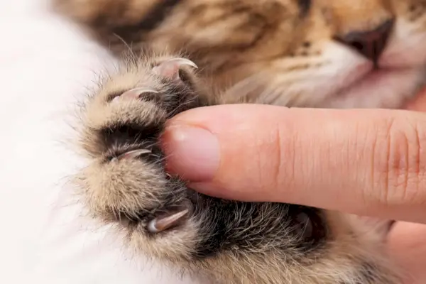 Primo piano di un gattino