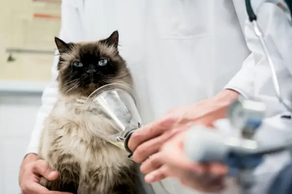 Tratamiento de la intoxicación por monóxido de carbono en gatos.