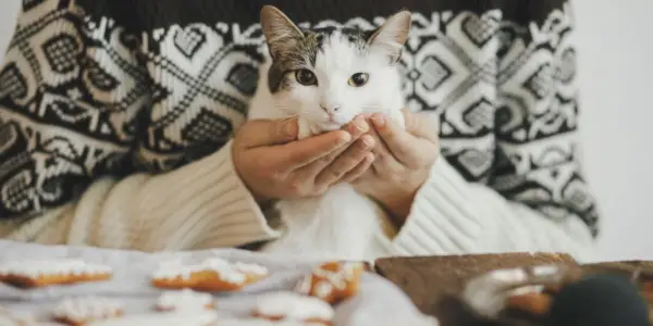 Nyfiken katt nära en tallrik med kakor, visar intresse för omgivningen och kanske den frestande doften av godsakerna.