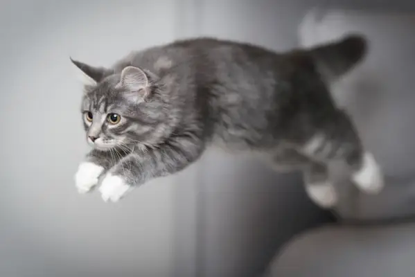 Blue Tabby Maine Coon springen