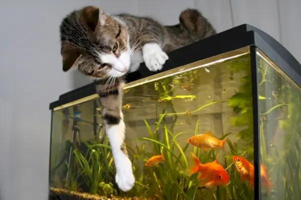 So schützen Sie Ihr Aquarium vor Katzen: 6 bewährte Methoden