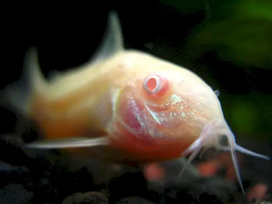 Albino Cory Cat