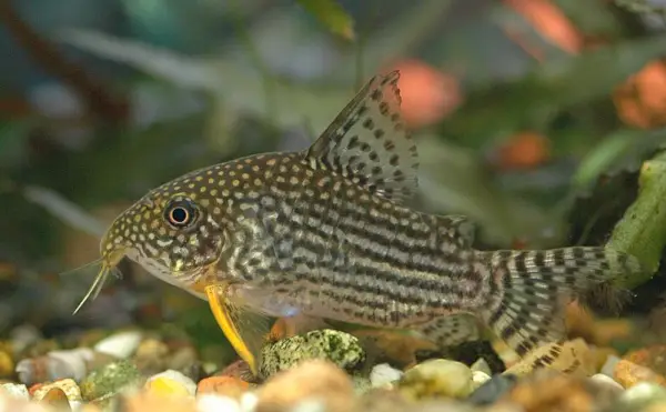 Corydoras sterbai 02