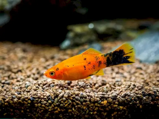 Bachstelze Platy