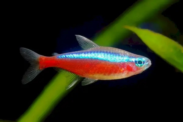 Rot-Neon-Tetra-Fisch