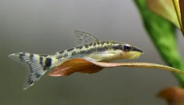 Otocinclus-Wels