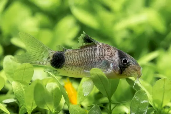 Panda Corydoras