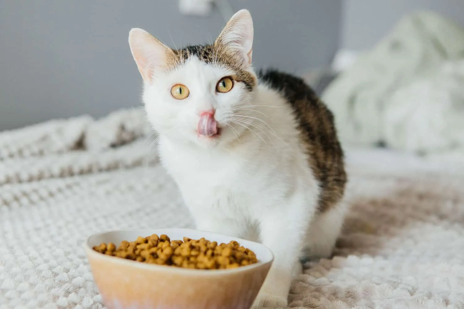 猫をキブルから新しいタイプのフードに移行させる