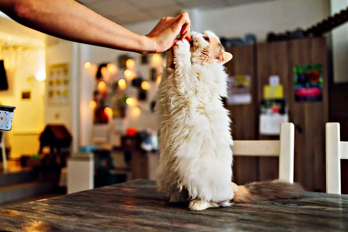 Kuinka hemmotella kissaasi turvallisesti kalkkunan herkuilla