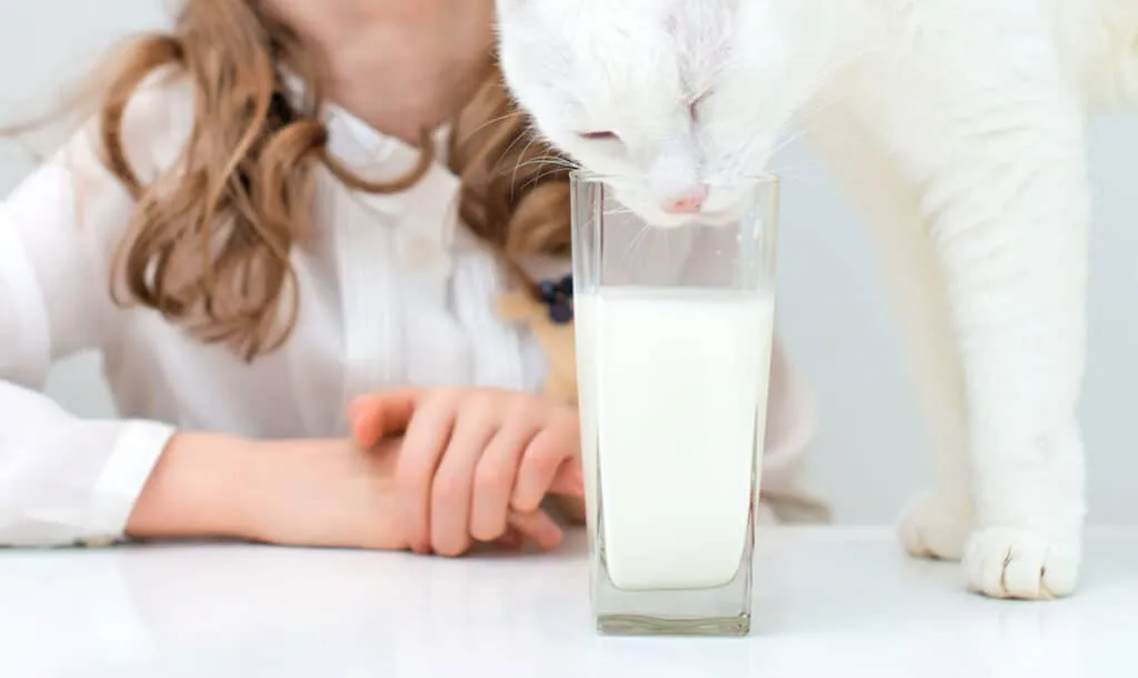 11 wichtige Fakten über Nahrungsmittelallergien bei Katzen' title=