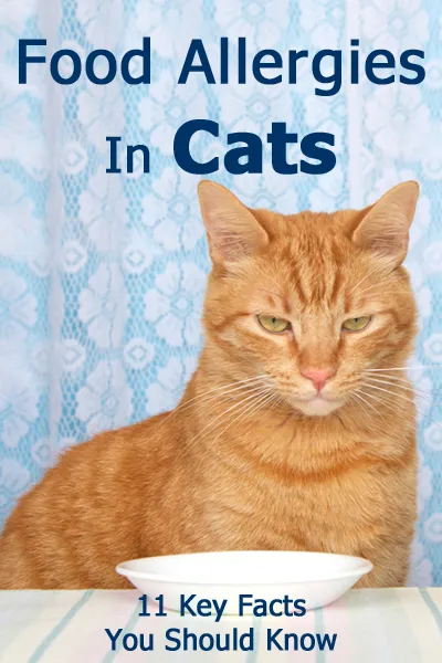 11 wichtige Fakten über Nahrungsmittelallergien bei Katzen' title=