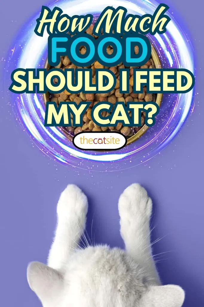 ¿Cuánta comida debo darle a mi gato? [Respondida]