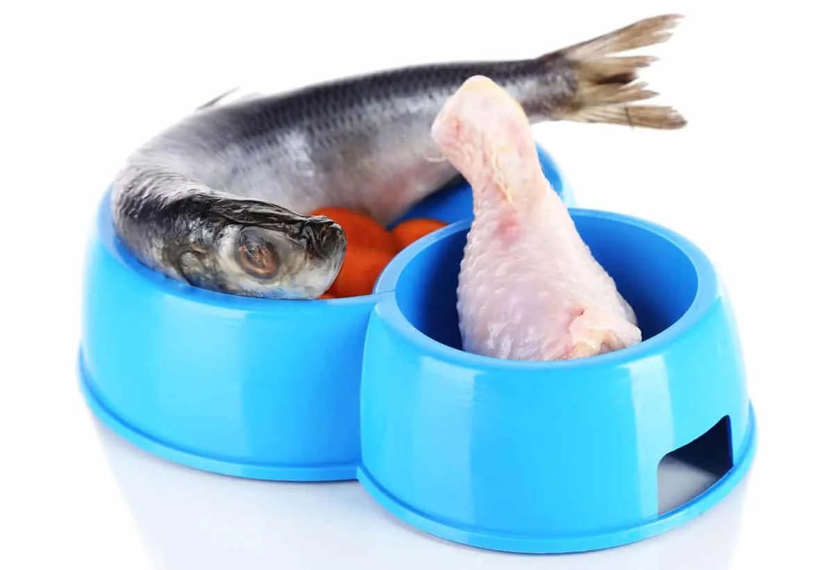 11 nøglefakta om fødevareallergier hos katte