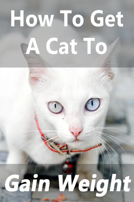 Ako prinútiť mačku, aby pribrala' title=