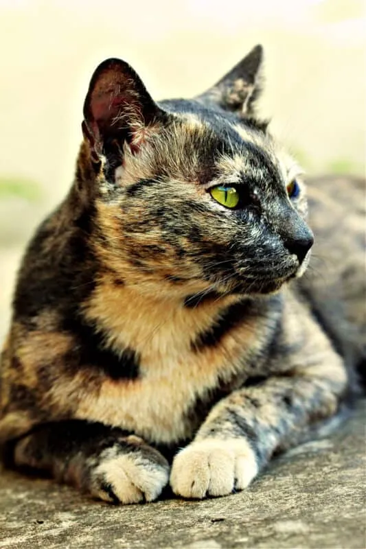 Ako prinútiť mačku, aby pribrala – odborné tipy, ktoré pomôžu vášmu miláčikovi prosperovať' title=