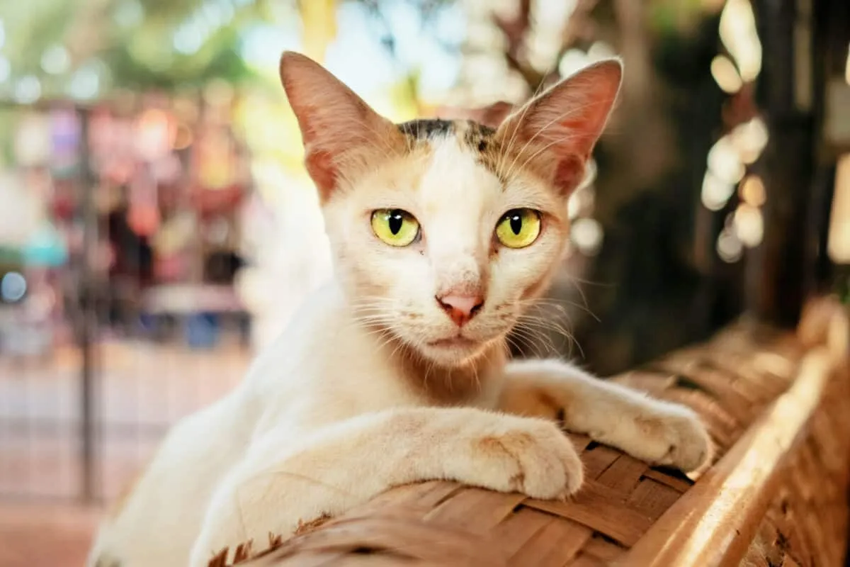 Ako prinútiť mačku, aby pribrala – odborné tipy, ktoré pomôžu vášmu miláčikovi prosperovať