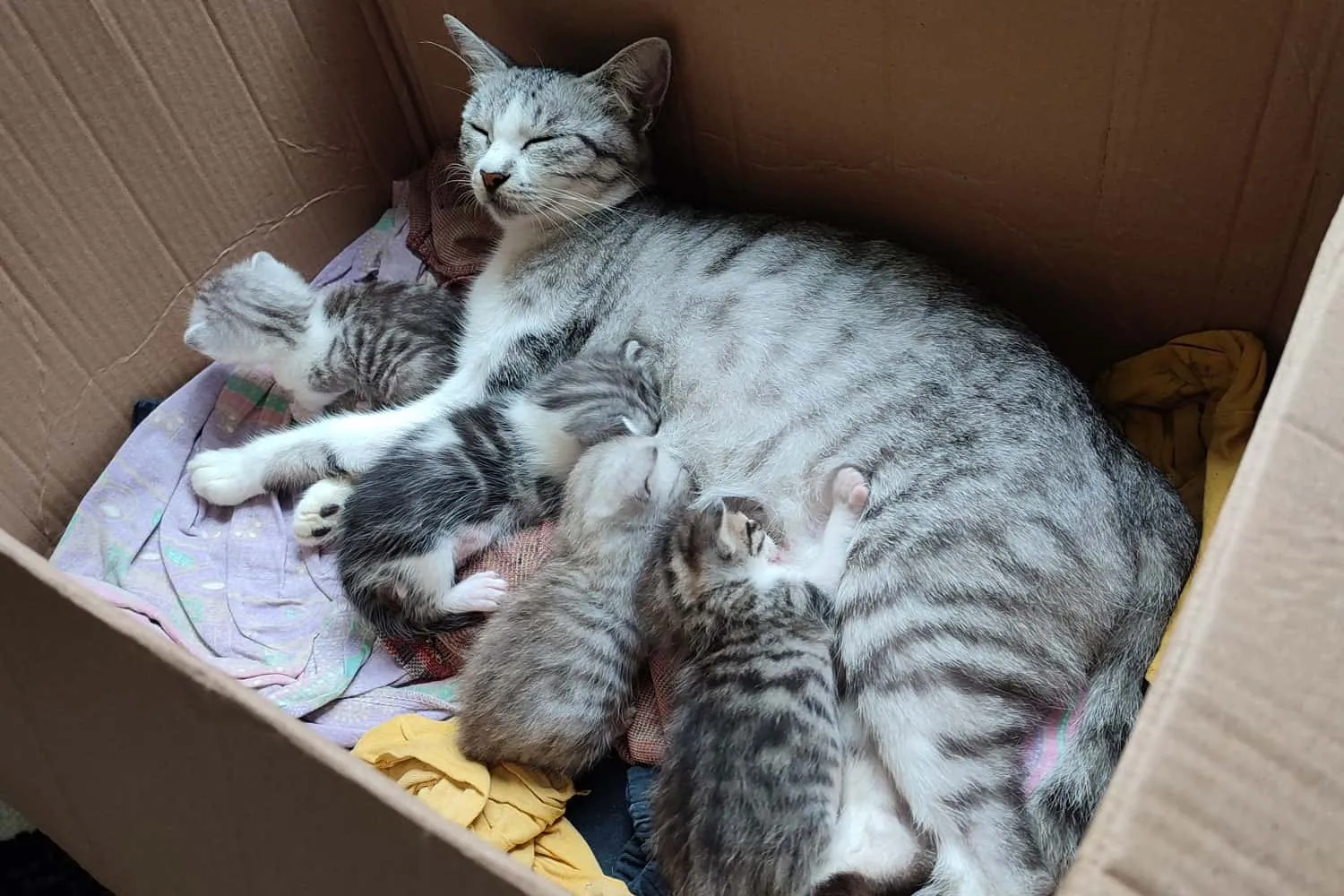 Los fundamentos de la nutrición de los gatitos