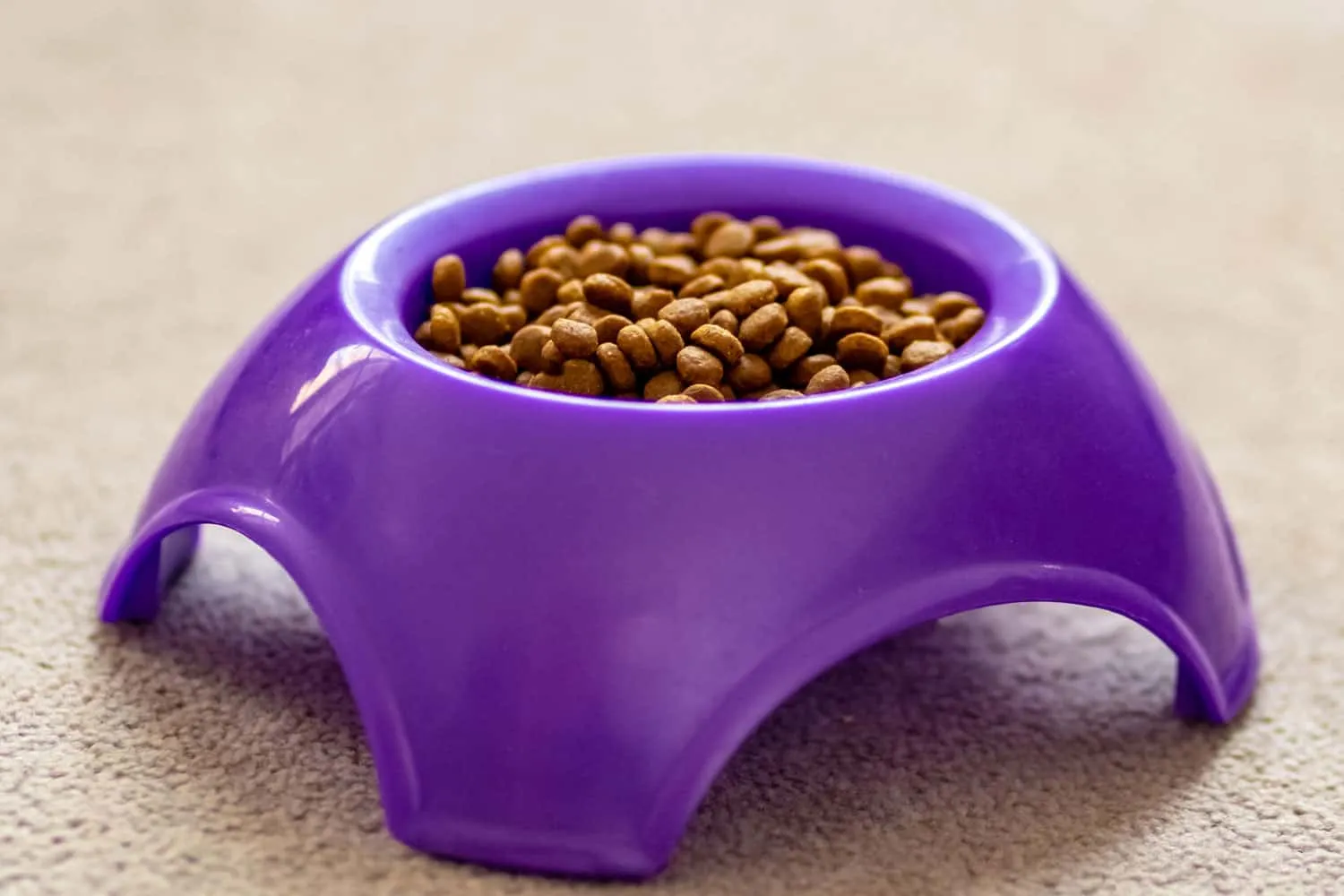 Pastel arka planda menekşe kasede kedi maması' title=