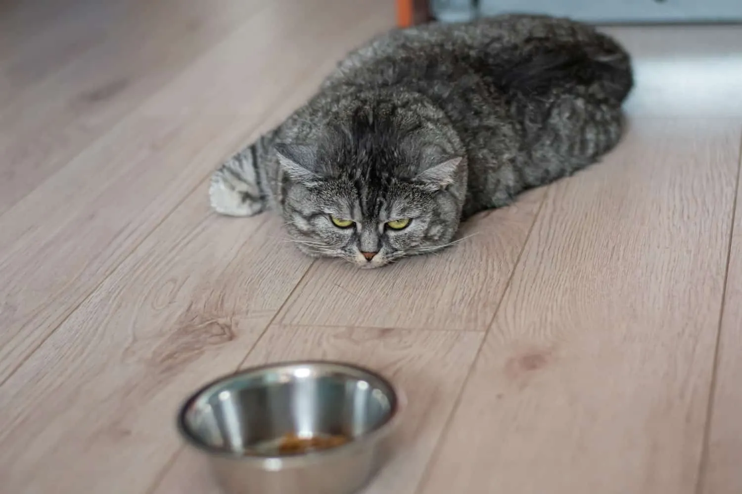 よく餌を食べた大きなイギリスの怠惰な猫が食べ物の隣に横たわっています。子猫は落ち込んでいて、悲しくて食べ物を食べたくありません。' title=