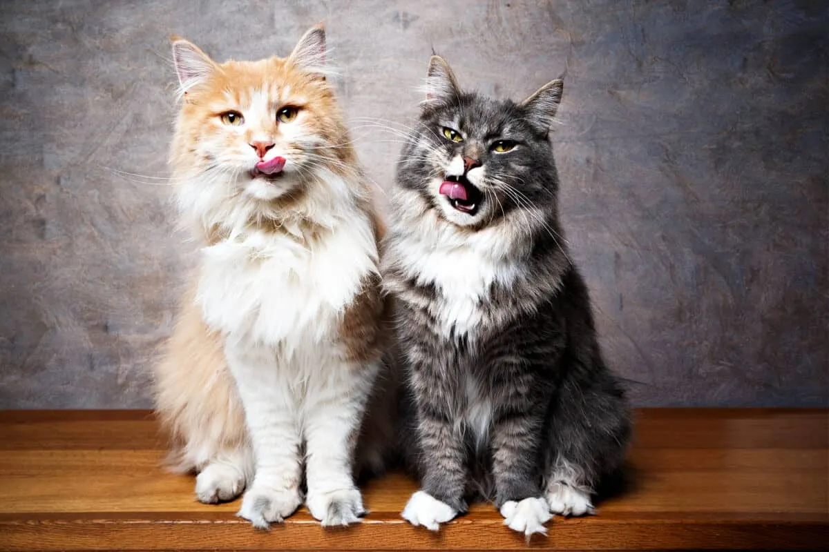 האם החתול שלך מכור לפינוקים? [פתרונות וחלופות]' title=