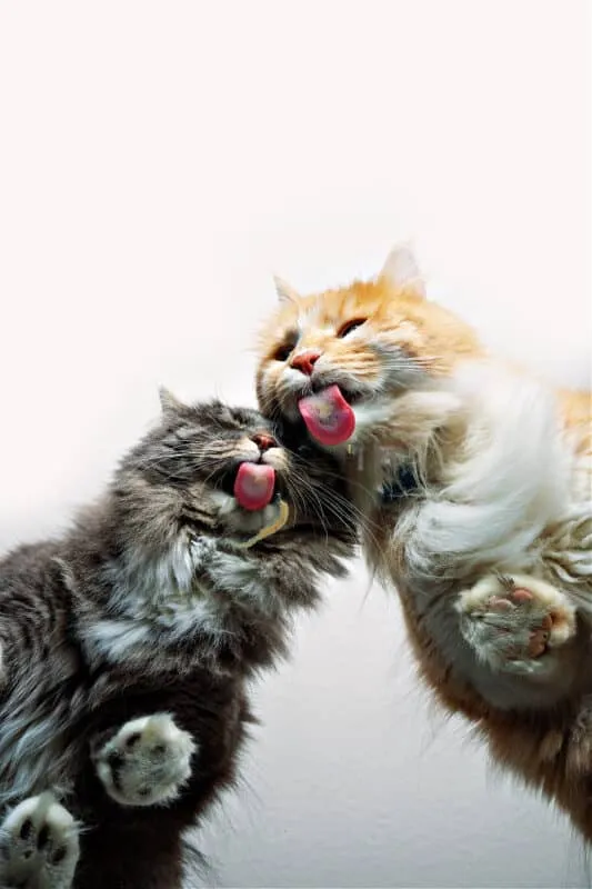 האם החתול שלך מכור לפינוקים? [פתרונות וחלופות]