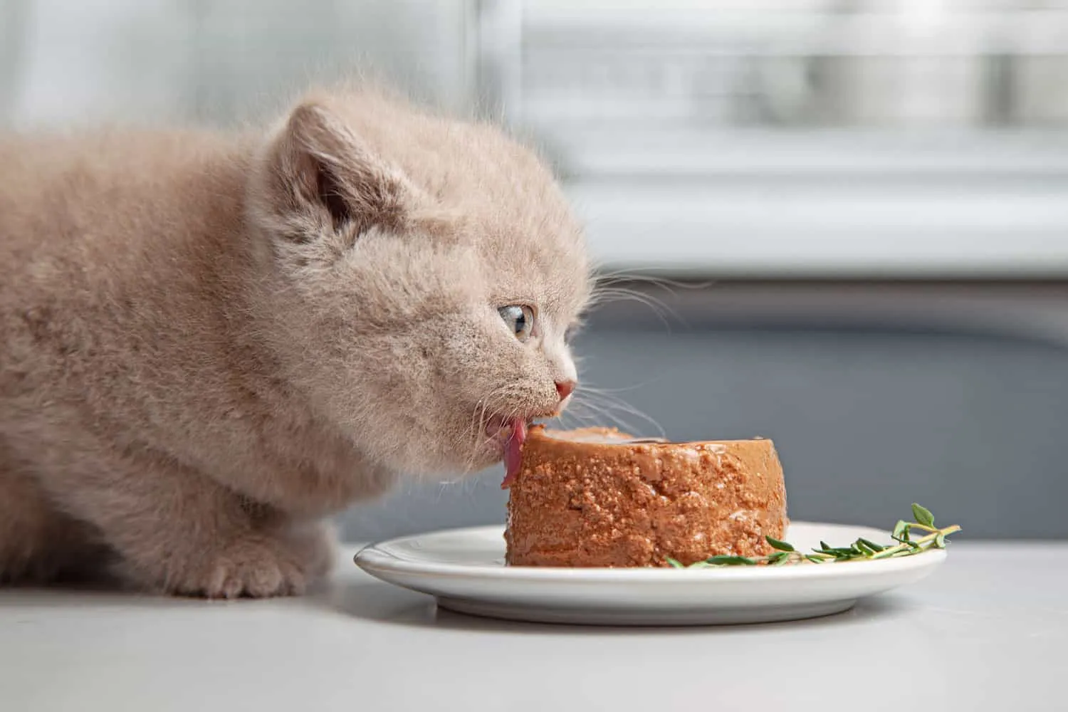 gatinho come ração gourmet enlatada no prato na mesa da cozinha cinza' title=