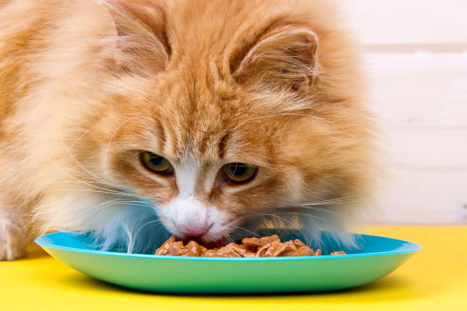 18 dicas incríveis sobre alimentação de gatos, por membros da equipe do Thecatsite