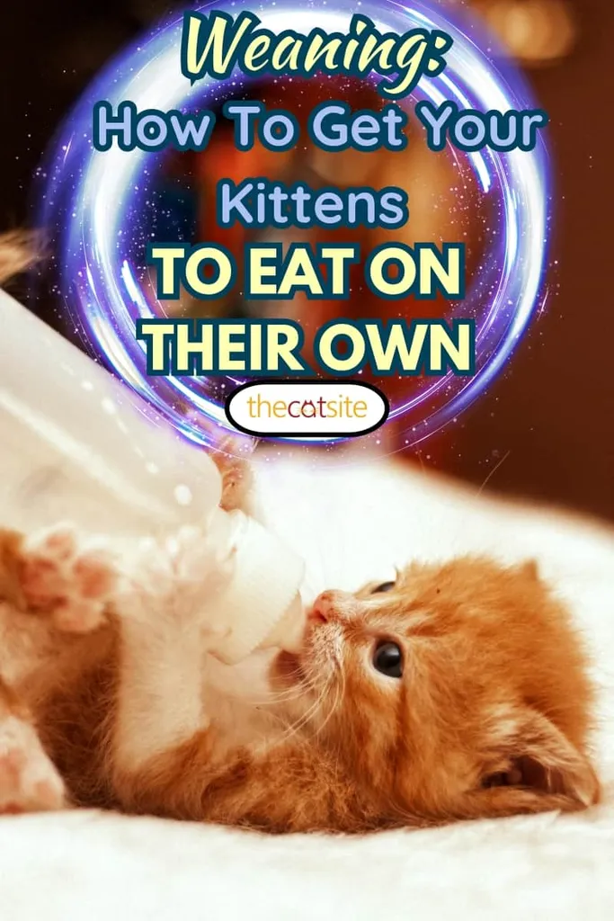 Roztomilé mladé dieťa červené mačiatko kŕmenie z fľaše.' title=